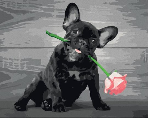 Bulldog Rózsaszállal - számfestő készlet